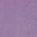 lavendel